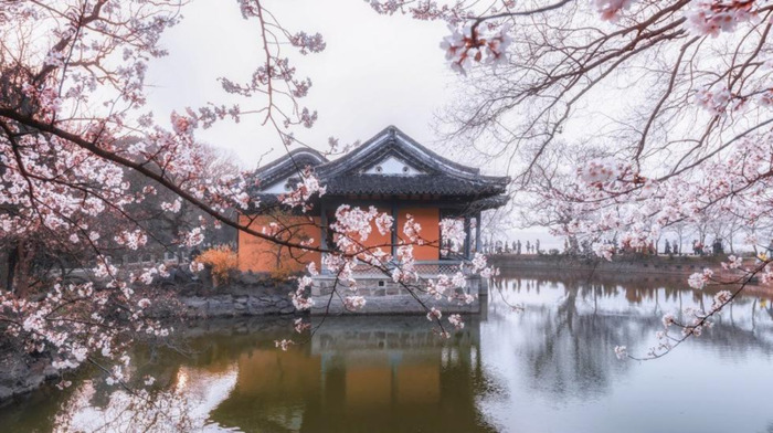 中国哪里樱花多【中国哪个城市樱花最多】