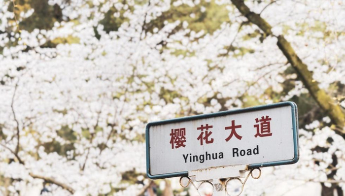 中国哪里樱花多【中国哪个城市樱花最多】