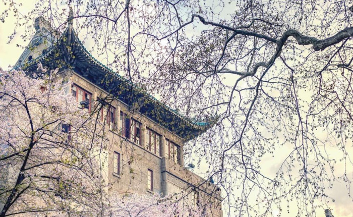 中国哪里樱花多【中国哪个城市樱花最多】