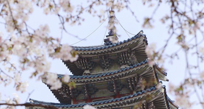 中国哪里樱花多【中国哪个城市樱花最多】