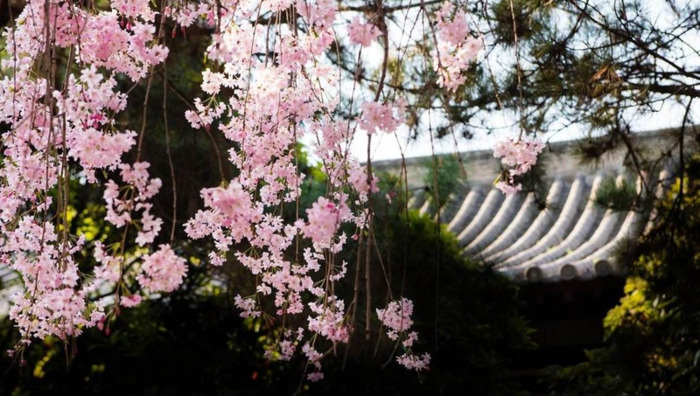 中国哪里樱花多【中国哪个城市樱花最多】