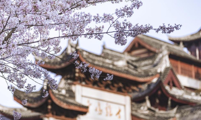 中国哪里樱花多【中国哪个城市樱花最多】