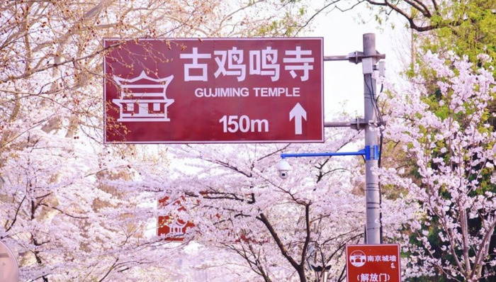 中国哪里樱花多【中国哪个城市樱花最多】