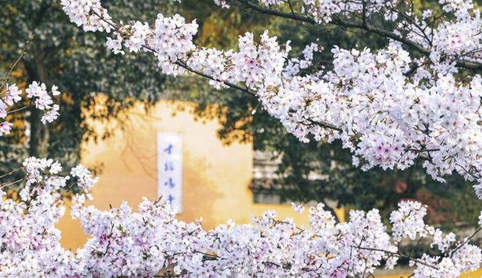 中国哪里樱花多【中国哪个城市樱花最多】