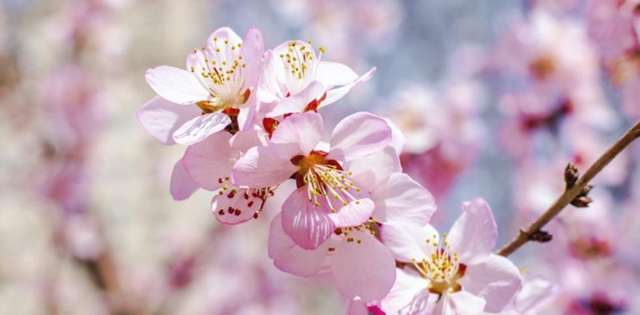 中国哪里樱花多【中国哪个城市樱花最多】