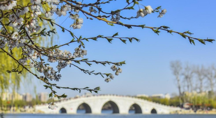 中国哪里樱花多【中国哪个城市樱花最多】