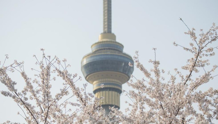 中国哪里樱花多【中国哪个城市樱花最多】