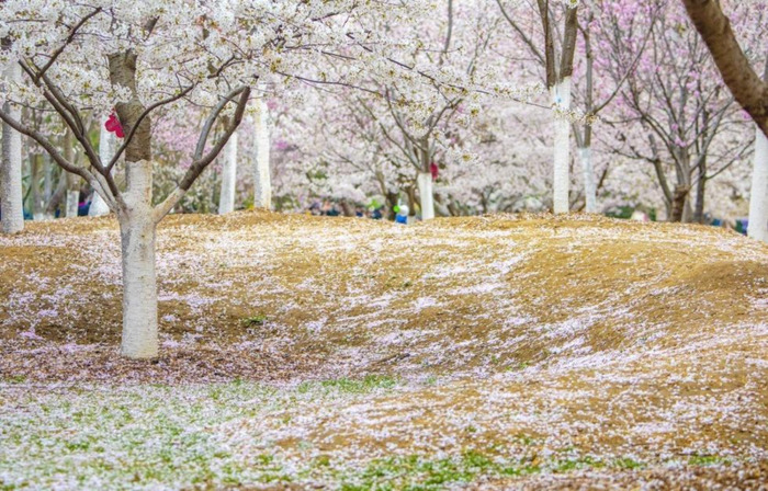 中国哪里樱花多【中国哪个城市樱花最多】