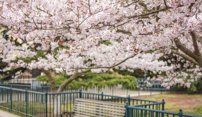 中国哪里樱花多【中国哪个城市樱花最多】