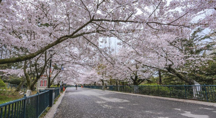 中国哪里樱花多【中国哪个城市樱花最多】