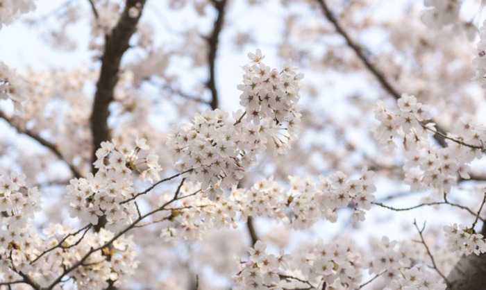 中国哪里樱花多【中国哪个城市樱花最多】