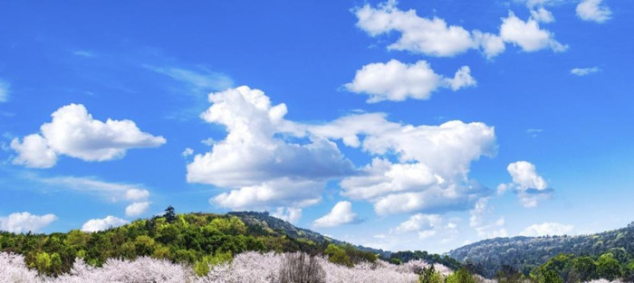 中国哪里樱花多【中国哪个城市樱花最多】