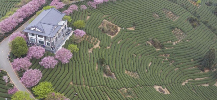 中国哪里樱花多【中国哪个城市樱花最多】
