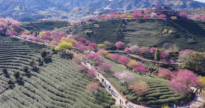 中国哪里樱花多【中国哪个城市樱花最多】