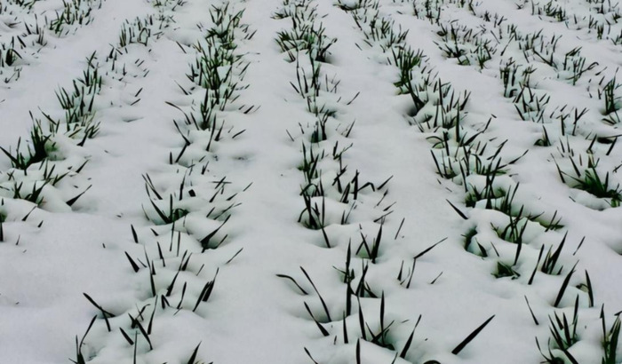 我爱冬季800字作文初二【我爱冬季作文500字左右】