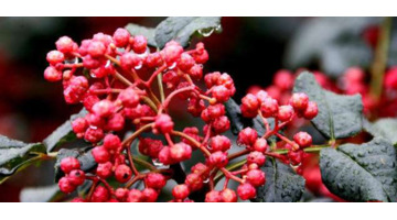 花椒对男性功能有什么功效【花椒功能主治】