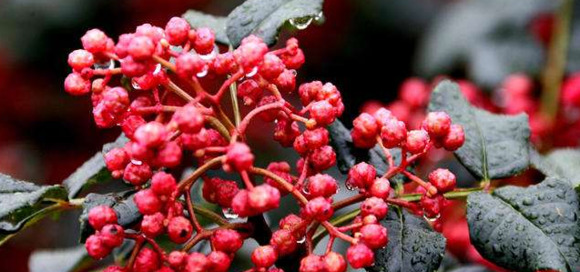 花椒对男性功能有什么功效【花椒功能主治】