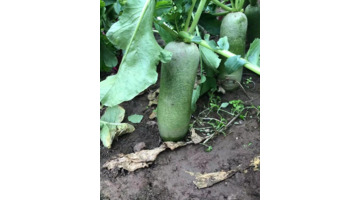 天津哪里能买到正宗的沙窝萝卜【天津沙窝萝卜去哪里买】