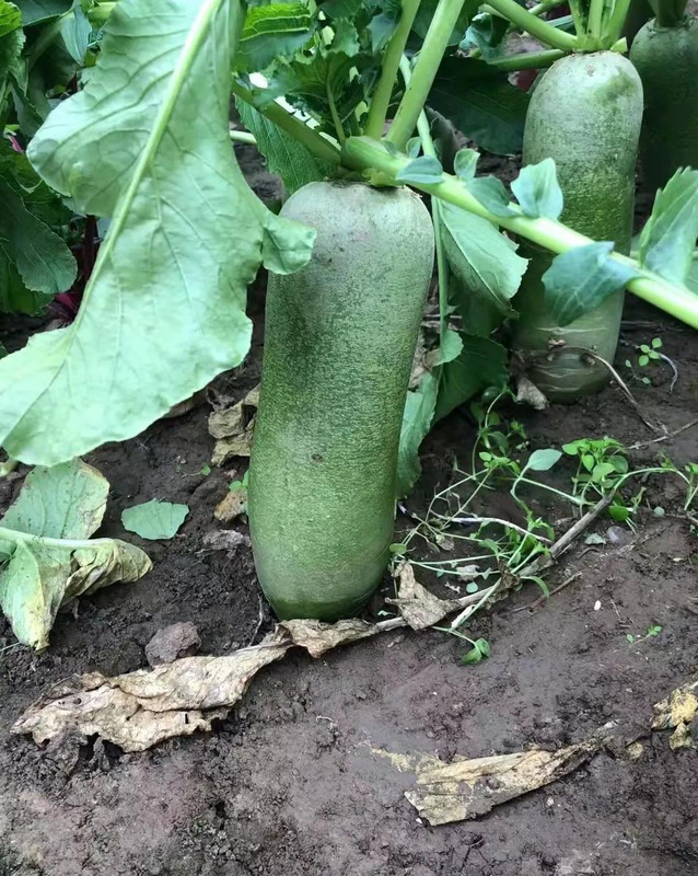 天津哪里能买到正宗的沙窝萝卜【天津沙窝萝卜去哪里买】