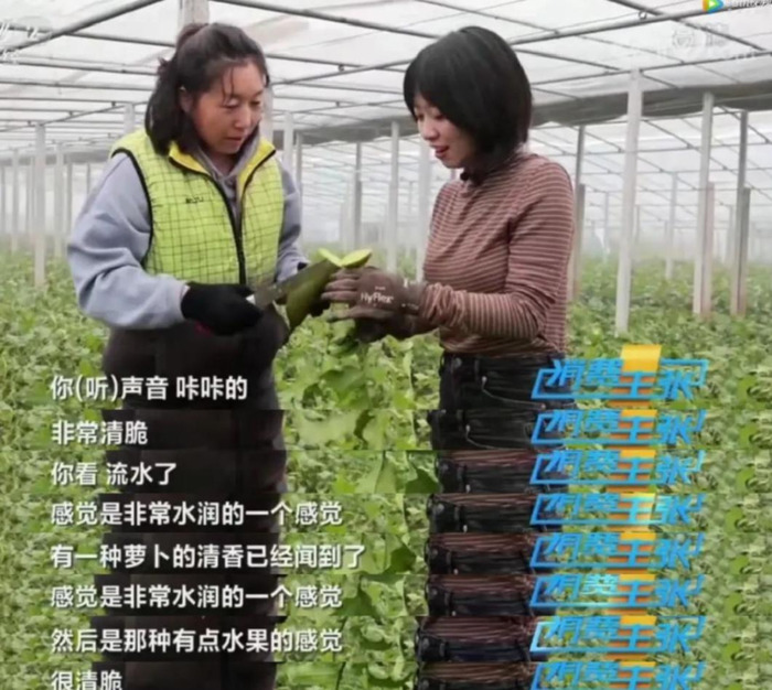 天津哪里能买到正宗的沙窝萝卜【天津沙窝萝卜去哪里买】