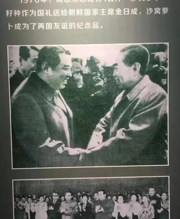 天津哪里能买到正宗的沙窝萝卜【天津沙窝萝卜去哪里买】