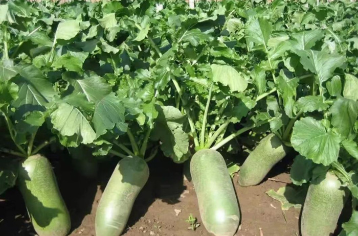 天津哪里能买到正宗的沙窝萝卜【天津沙窝萝卜去哪里买】