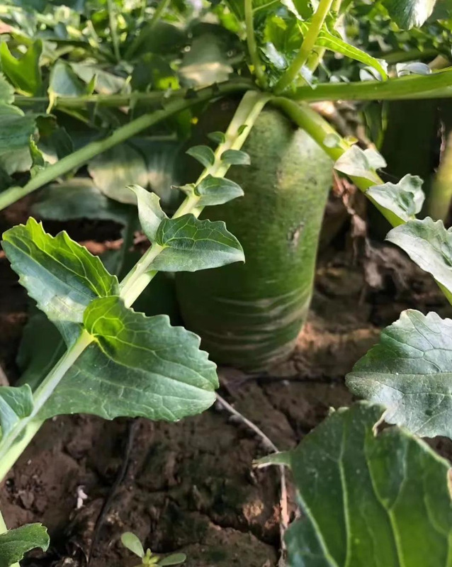 天津哪里能买到正宗的沙窝萝卜【天津沙窝萝卜去哪里买】