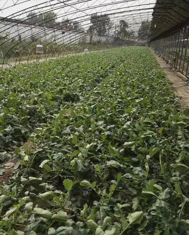 天津哪里能买到正宗的沙窝萝卜【天津沙窝萝卜去哪里买】