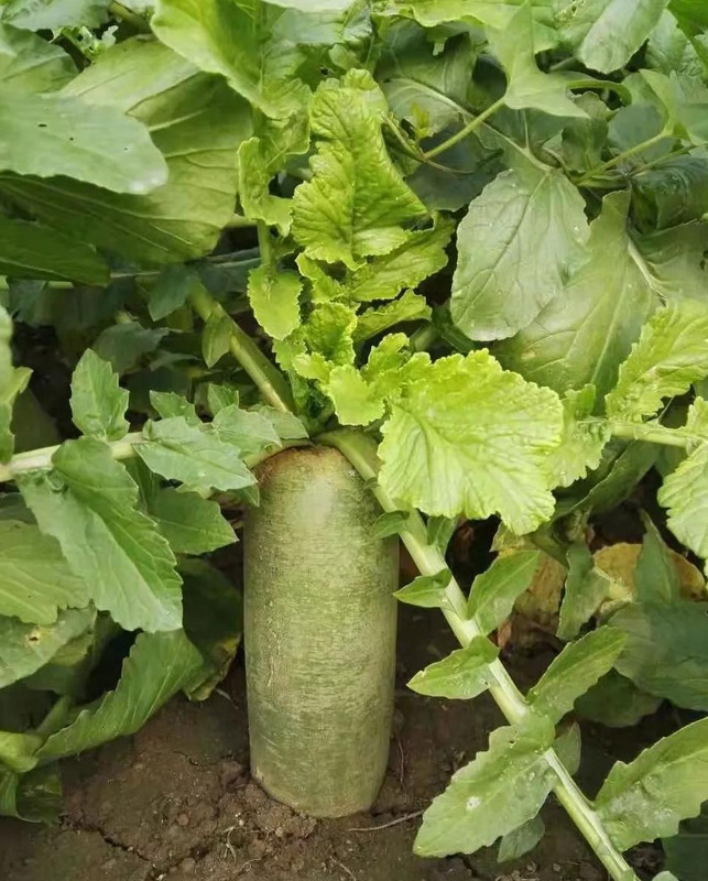 天津哪里能买到正宗的沙窝萝卜【天津沙窝萝卜去哪里买】