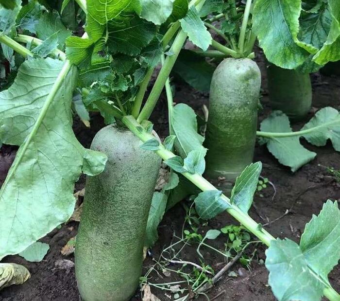 天津哪里能买到正宗的沙窝萝卜【天津沙窝萝卜去哪里买】