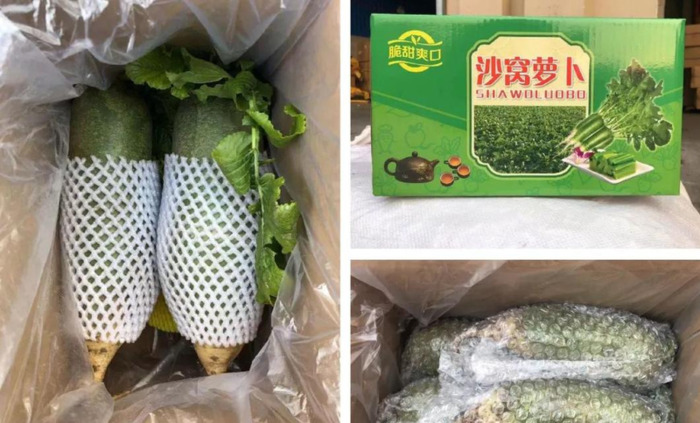 天津哪里能买到正宗的沙窝萝卜【天津沙窝萝卜去哪里买】