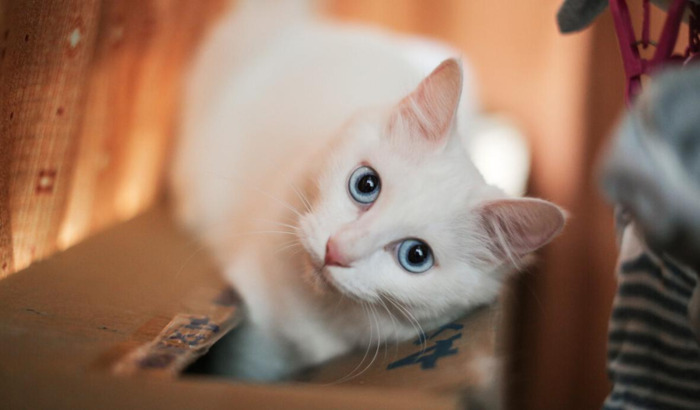 为了梦想而奋斗的诗句和名言【少年为了梦想而奋斗的诗句】