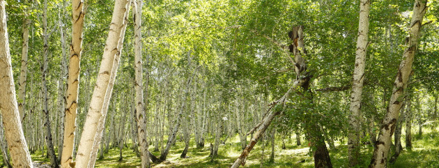 一个人去呼伦贝尔安全吗【现在去呼伦贝尔大草原安全吗】