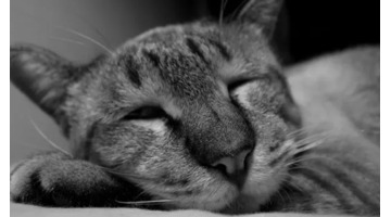 幽默形容熬夜的句子形容自己【幽默形容熬夜的句子图片带字】