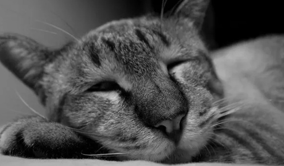 幽默形容熬夜的句子形容自己【幽默形容熬夜的句子图片带字】