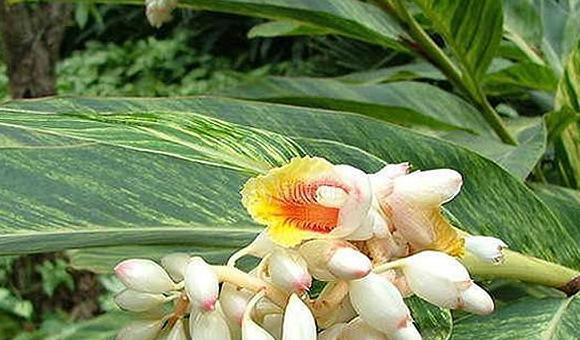 四川泸州黄粑图片【四川小黄粑图片】