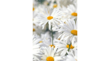 12星座谁会守护双鱼【双鱼座被谁守护】