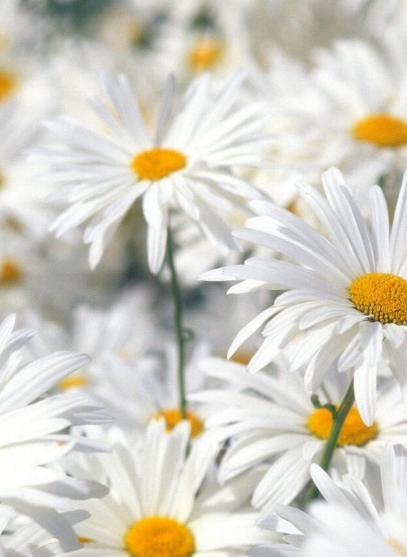 12星座谁会守护双鱼【双鱼座被谁守护】