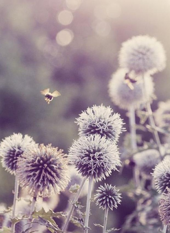 12星座谁会守护双鱼【双鱼座被谁守护】