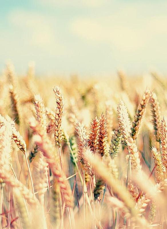 12星座谁会守护双鱼【双鱼座被谁守护】