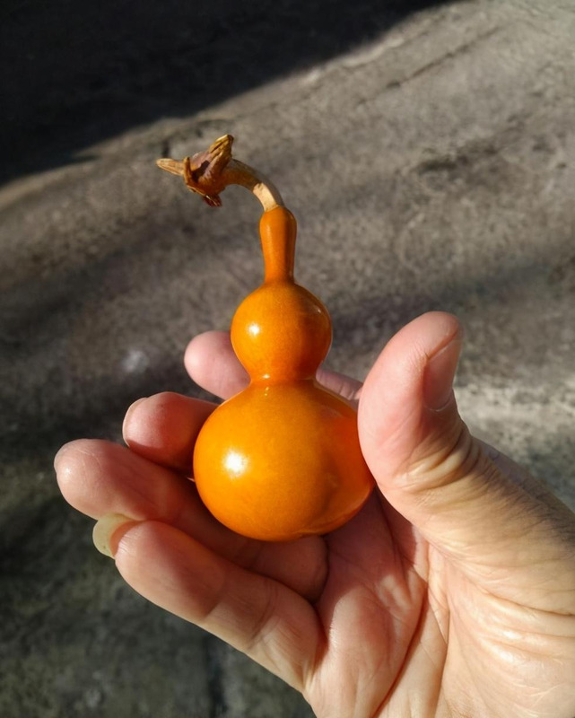 葫芦怎么盘变色快【文玩葫芦的正确盘玩方法】