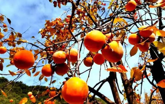 高二物理不好怎么补【高一物理较差怎么补】