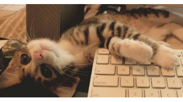 善待猫咪的人会有福报【吸引猫的人有福吗】