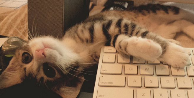 善待猫咪的人会有福报【吸引猫的人有福吗】