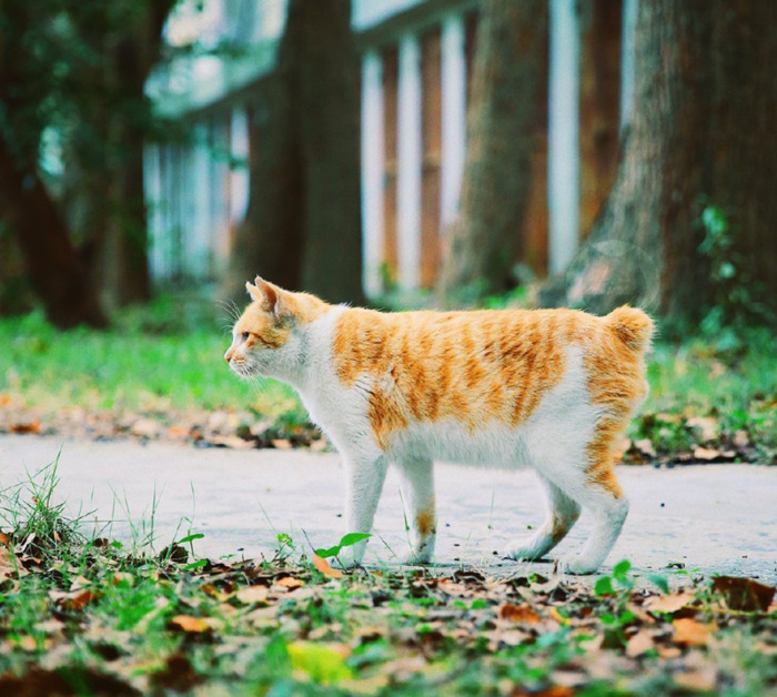 善待猫咪的人会有福报【吸引猫的人有福吗】