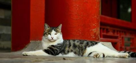 善待猫咪的人会有福报【吸引猫的人有福吗】