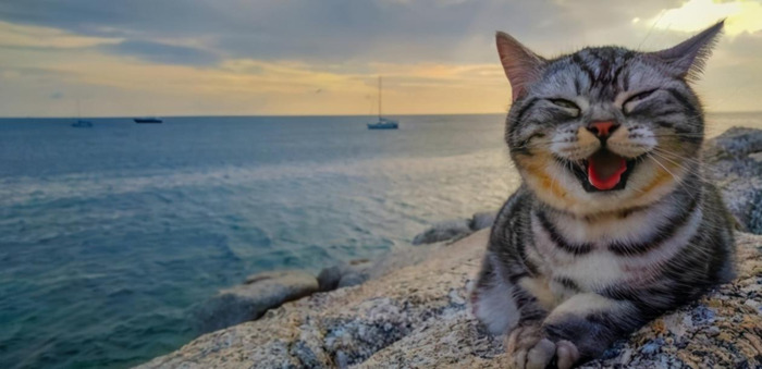 善待猫咪的人会有福报【吸引猫的人有福吗】