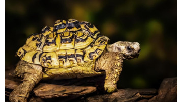 谈谈服饰作文300字