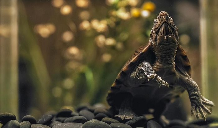 谈谈服饰作文300字