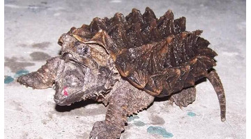 家里不得养的十大凶龟会毁一生【家里养鳄龟好吗】